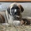 Purebred Kangal Puppies