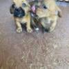 Six 8 week old healthy puppies looking for forever homes