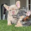 French bulldogs 