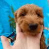 F1B Mini Goldendoodles - Pickup or Delivery - Healthy and Beautiful