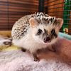 Hedgehog babies, ready to go home now! USDA Licensed Breeder in texas