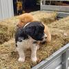 English shepherd/Border collie mix puppies