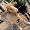 2 female goats for rehoming