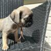 Chunk- male pug puppy