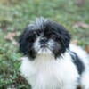 AKC Shih Tzu puppy