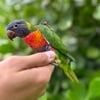 Blue Mountain Lorikeet