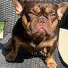 Frenchie French bulldog