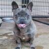 Female Akc frenchie blue brindle