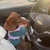Short Haired Miniature Dachshund