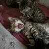 Half bengal kittens, beautiful and healthy, ready to go at 8 weeks, October 14th, 2024