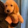 Goldendoodle puppies