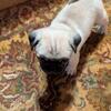 Pug Puppies