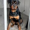 Male Rottweiler looking for a mate