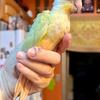 Mooncheek green cheek conure