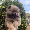 Puppy Pomeranian
