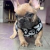 Adorable frenchie puppies