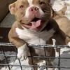 Exotic micro bully