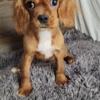 Cavalier puppies/price reduced