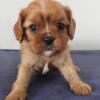 Cavalier King Charles Spaniel Puppies AKC (Patsy's)