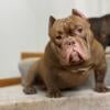 Exotic American Bully for Stud