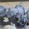 Rhodesian Ridgeback puppies