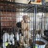 Poodle puppies 