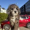 Male Poodle Puppy