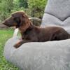 1 year old intact chocolate long haired miniature dachshund male with chocolate and cream dapple genetics