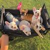 French Bulldog Puppies– Health Certified & Family Raised 🐶💛 (Sarasota / Bradenton FL)