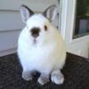 Pedigreed Himilayan Netherland Dwarf Buck