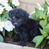 Snickers Male Yorkipoo