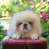 AKC Pekingese Puppies for Sale