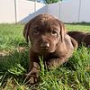 AKC Chocolate Lab Puppies