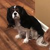 AKC Cavalier King Charles Spaniel STUD