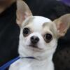 Chihuahua Open for STUD  NOT for sale
