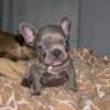 French bulldog puppy AKC