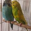 English Budgies for Rehome