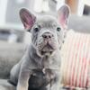 WE BUY FRENCH BULLDOGS