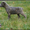 4.5 month old male and female Corso pups ready to go