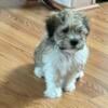 Maltipoo Puppy, 8 wks old