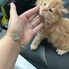 Gorgeous maine coon boy orange white  textv980-616-0124