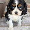 Cavalier King Charles Spaniel