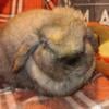 Beautiful Holland Lop does herd reduction 