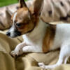 Charming Teacup Chihuahua Pup Seeking a Cozy Home!