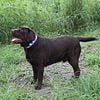 English Chocolate lab stud