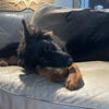 German Shepherd - Chow Chow Mix