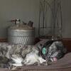 Danniff needs a home