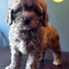 Australian Labradoodle Puppy