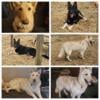 Akc white german shepherd puppies