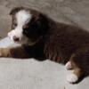 Australian Shepherd Puppies